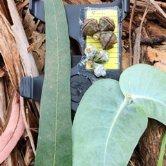 Eucalyptus globulus subsp. bicostata (Southern Blue Gum, Eurabbie) at Yarralumla, ACT - 2 Jan 2024 by Steve818