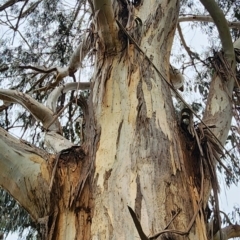 Eucalyptus globulus subsp. bicostata at Yarralumla, ACT - 2 Jan 2024 11:58 AM