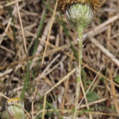 Leptorhynchos elongatus (Lanky Buttons) at Top Hut TSR - 11 Nov 2023 by AndyRoo