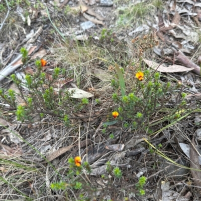 Pultenaea procumbens (Bush Pea) at Aranda, ACT - 2 Jan 2024 by lbradley
