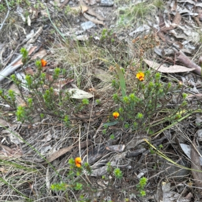 Pultenaea procumbens (Bush Pea) at Aranda Bushland - 2 Jan 2024 by lbradley