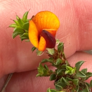 Pultenaea procumbens at Aranda, ACT - 2 Jan 2024