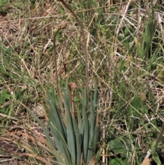 Bulbine glauca (Rock Lily) at Top Hut TSR - 11 Nov 2023 by AndyRoo