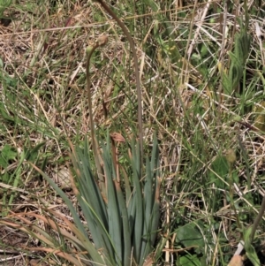 Bulbine glauca at Top Hut TSR - 11 Nov 2023 02:19 PM