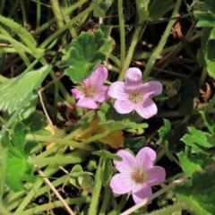 Geranium antrorsum (Rosetted Cranesbill) at Top Hut TSR - 11 Nov 2023 by AndyRoo