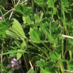 Geranium antrorsum at Top Hut TSR - 11 Nov 2023 02:25 PM