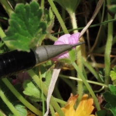 Geranium antrorsum at Top Hut TSR - 11 Nov 2023 02:25 PM