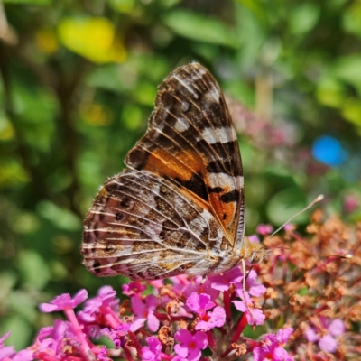 Vanessa kershawi (Australian Painted Lady) at QPRC LGA - 2 Jan 2024 by MatthewFrawley