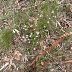 Centaurium erythraea (Common Centaury) at Aranda, ACT - 2 Jan 2024 by lbradley