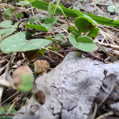 Dichondra repens (Kidney Weed) at Colac Colac, VIC - 30 Dec 2023 by LyndalT