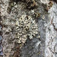 Unverified Lichen at Colac Colac, VIC - 28 Dec 2023 by LyndalT