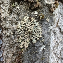 Unidentified Lichen at Colac Colac, VIC - 28 Dec 2023 by LyndalT