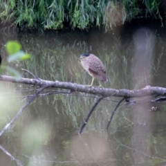 Nycticorax caledonicus (Nankeen Night-Heron) at Jerrabomberra Wetlands - 2 Jan 2024 by Dalice