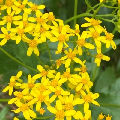 Senecio linearifolius (Fireweed Groundsel, Fireweed) at Yarrangobilly, NSW - 29 Dec 2023 by SteveBorkowskis