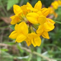 Lotus uliginosus (Birds-foot Trefoil) at Yarrangobilly, NSW - 29 Dec 2023 by SteveBorkowskis