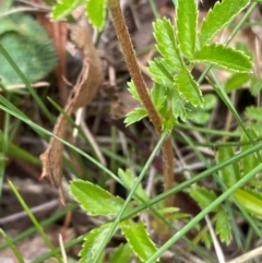 Acaena novae-zelandiae at Adaminaby, NSW - 29 Dec 2023