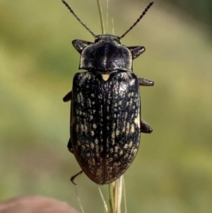 Pachycoelia sp. (genus) at Numeralla, NSW - suppressed