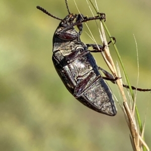 Pachycoelia sp. (genus) at Numeralla, NSW - suppressed