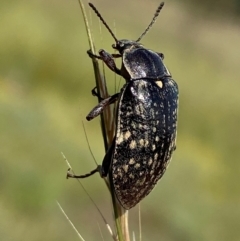 Pachycoelia sp. (genus) at Numeralla, NSW - suppressed