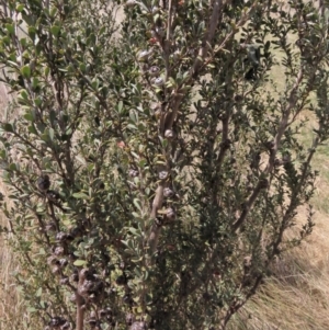 Leptospermum myrtifolium at Top Hut TSR - 11 Nov 2023 11:25 AM