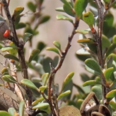 Leptospermum myrtifolium at Top Hut TSR - 11 Nov 2023