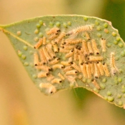 Uraba lugens (Gumleaf Skeletonizer) at Strathnairn, ACT - 31 Dec 2023 by Thurstan