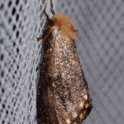 Epicoma (genus) (Unidentified Prominent moth) at QPRC LGA - 1 Jan 2024 by DianneClarke