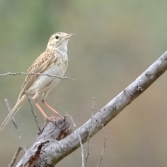 Anthus australis (Australian Pipit) at Ginninderry Conservation Corridor - 2 Jan 2024 by Kurt
