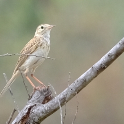 Anthus australis (Australian Pipit) at Ginninderry Conservation Corridor - 2 Jan 2024 by Kurt