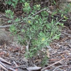 Persoonia rigida (Hairy Geebung) at Tharwa, ACT - 1 Jan 2024 by SandraH