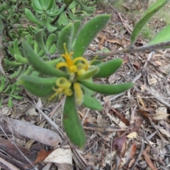 Persoonia rigida at Tidbinbilla Nature Reserve - 2 Jan 2024 10:33 AM