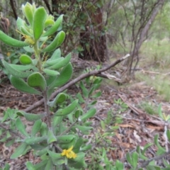 Persoonia rigida at Tidbinbilla Nature Reserve - 2 Jan 2024 10:33 AM