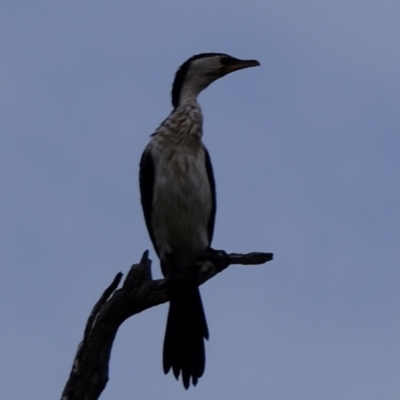 Microcarbo melanoleucos (Little Pied Cormorant) at Ginninderry Conservation Corridor - 2 Jan 2024 by Kurt