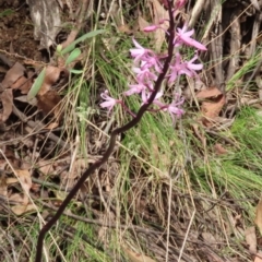 Dipodium roseum (Rosy Hyacinth Orchid) at Namadgi National Park - 2 Jan 2024 by SandraH