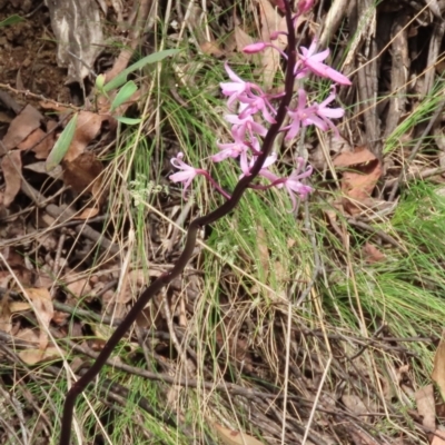 Dipodium roseum (Rosy Hyacinth Orchid) at Cotter River, ACT - 2 Jan 2024 by SandraH