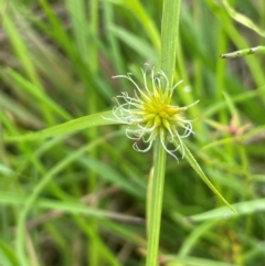 Cyperus sphaeroideus (Scented Sedge) at Bendoura, NSW - 1 Jan 2024 by JaneR