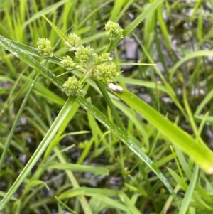 Cyperus eragrostis at QPRC LGA - 1 Jan 2024 04:27 PM