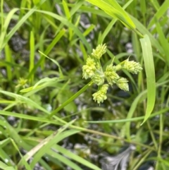 Cyperus eragrostis at QPRC LGA - 1 Jan 2024 04:27 PM