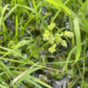 Cyperus eragrostis at QPRC LGA - 1 Jan 2024