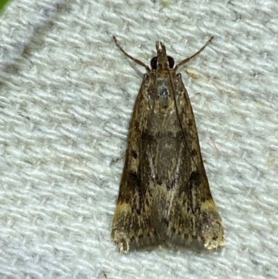 Achyra nigrirenalis (A Crambid moth (Pyraustinae) at Numeralla, NSW - 29 Dec 2023 by SteveBorkowskis