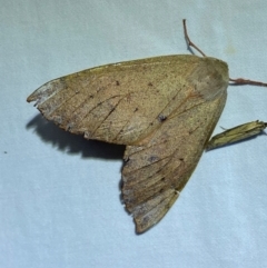 Arhodia lasiocamparia (Pink Arhodia) at Numeralla, NSW - 28 Dec 2023 by SteveBorkowskis