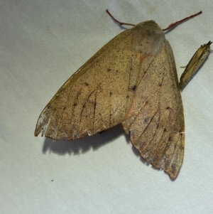 Arhodia lasiocamparia at Numeralla, NSW - 29 Dec 2023