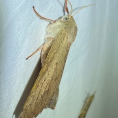 Arhodia lasiocamparia at Numeralla, NSW - 29 Dec 2023