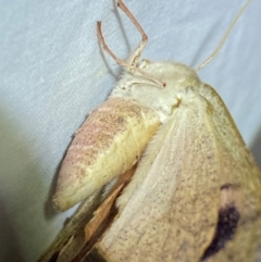 Arhodia lasiocamparia at Numeralla, NSW - 29 Dec 2023