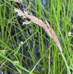 Holcus lanatus at QPRC LGA - 1 Jan 2024