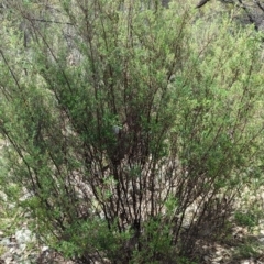 Pomaderris angustifolia (Pomaderris) at Bullen Range - 2 Jan 2024 by JP95