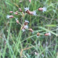 Fimbristylis dichotoma (A Sedge) at Bendoura, NSW - 1 Jan 2024 by JaneR