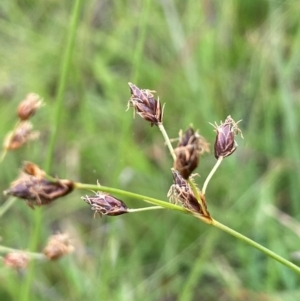 Fimbristylis dichotoma at QPRC LGA - 1 Jan 2024