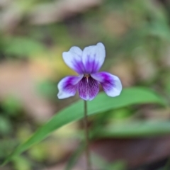 Viola sp. (Violet) at Vincentia Bushcare - 31 Dec 2023 by Miranda