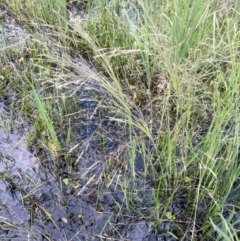 Lachnagrostis filiformis (Blown Grass) at QPRC LGA - 1 Jan 2024 by JaneR